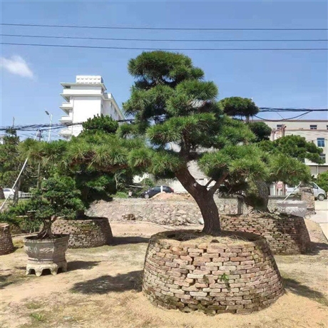 造型日本黑松桩景盆栽斜飘日本黑松树桩日本黑松盆景