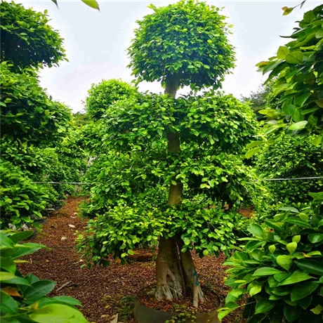 造型小叶榕桩景福建造型榕树基地小叶榕树桩多年老桩