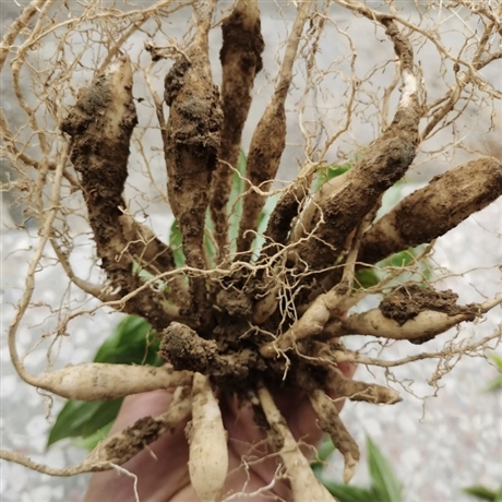 百部草小苗百条根批发价格福建种植基地药虱药