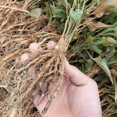 百部草小苗百條根批發價格福建種植基地藥蝨藥