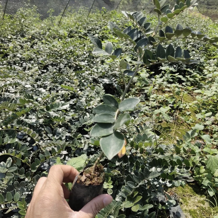 苦参苗批发价格苦参小苗大小规格都有厂家直供