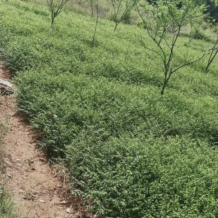 马甲子苗批发 铁篱笆绿化苗 马甲子小苗 苗圃大量供应