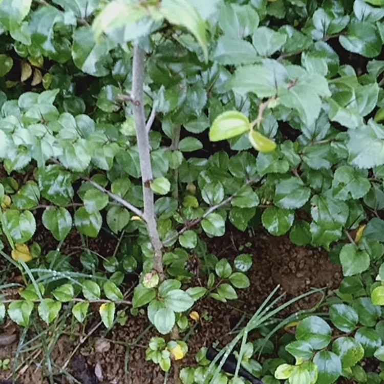 马甲子苗批发 铁篱笆绿化苗 马甲子小苗 苗圃大量供应