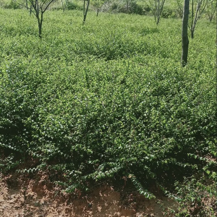 马甲子苗批发 铁篱笆绿化苗 马甲子小苗 苗圃大量供应
