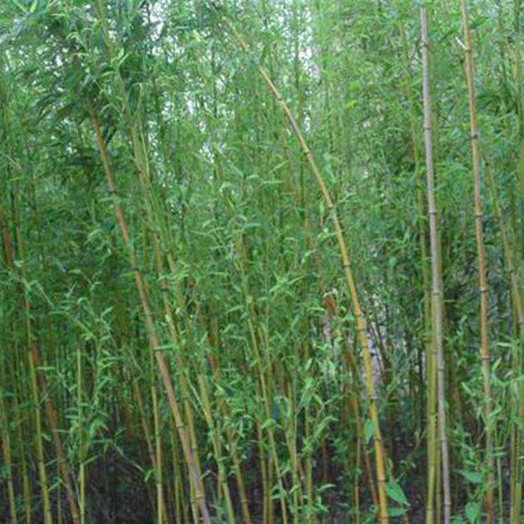 基地批发竹子树苗 青皮竹苗 青皮竹袋苗 品种齐全