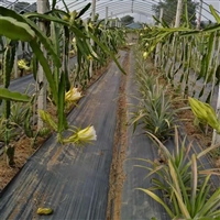 pp防草地布 果树苗木盖草布 无花果铺遮草地布 黑地布