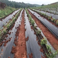 上海全新料防草布生产厂家 矮化苹果树铺除草地布 抗老化农用盖草布