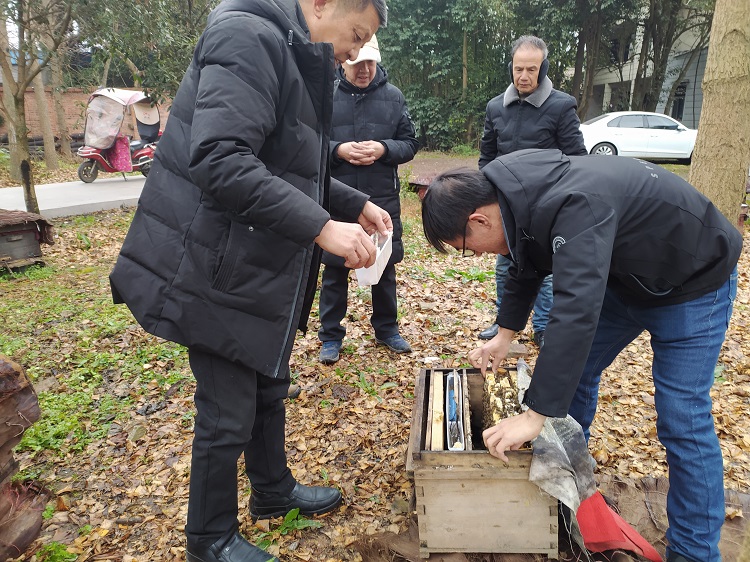 四川成都中蜂养殖场长年出售1-5脾,健康,新王,高产的中蜂群