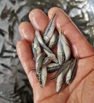 湖北大口黑鲈鱼苗网箱养殖七星鲈鱼苗