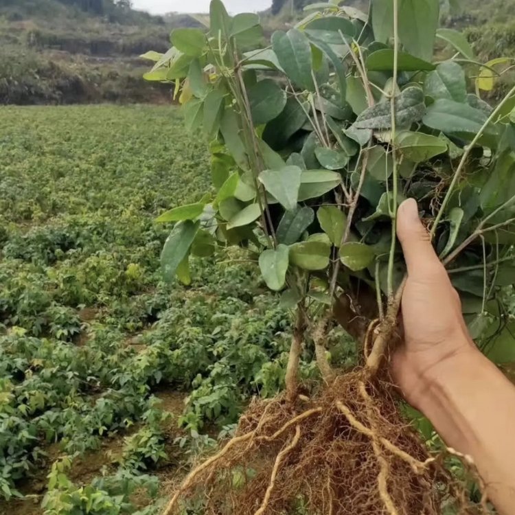 八月瓜裸根苗价格四季常绿援绿化树种牛腰子果