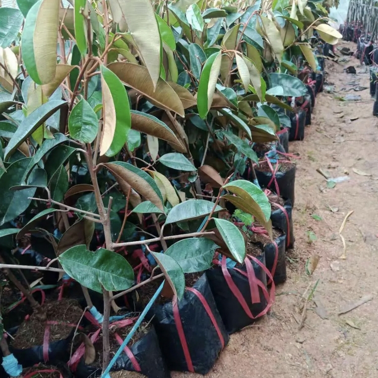 牛奶果嫁接苗批发 牛奶果容器苗 牛奶果树苗 产地直供