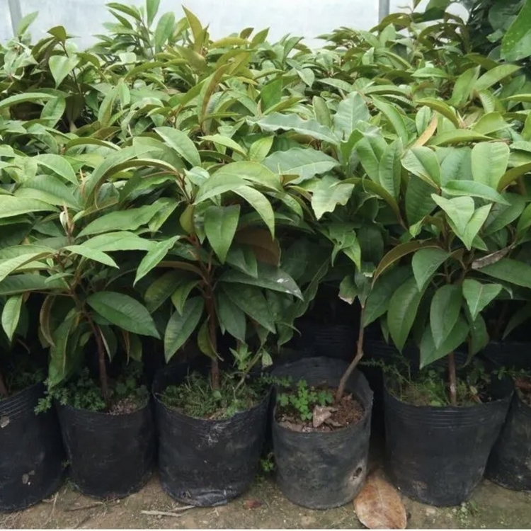 牛奶果嫁接苗批发 牛奶果容器苗 牛奶果树苗 产地直供