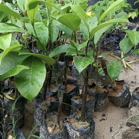 榴蓮蜜樹嫁接苗小菠蘿蜜樹苗榴蓮蜜容器苗基地批發報價