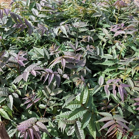 香椿树苗香椿小苗各种规格供应量大从优