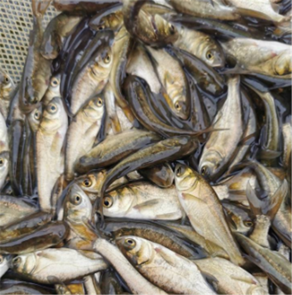 花鲢鱼苗活体饲养缩骨大头鱼苗