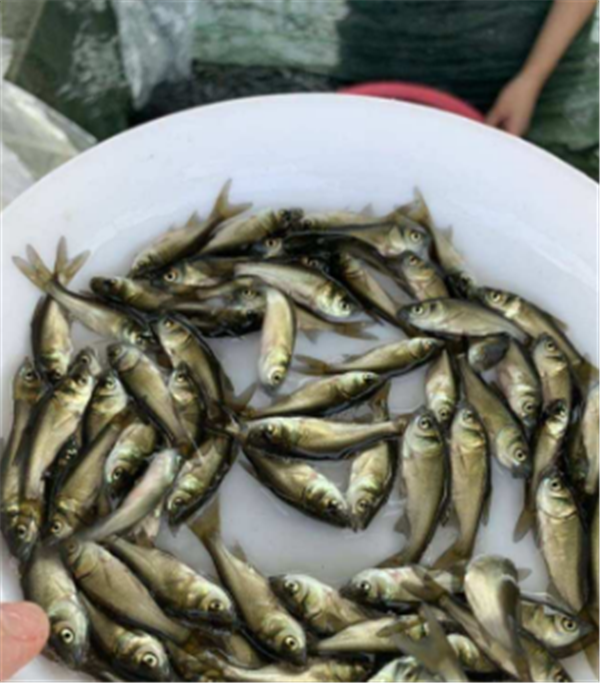 缩骨花鲢鱼苗山东博兴花鲢鱼苗