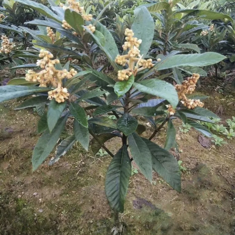 枇杷树苗批发价格 漳州基地 枇杷嫁接苗 庭院水果树