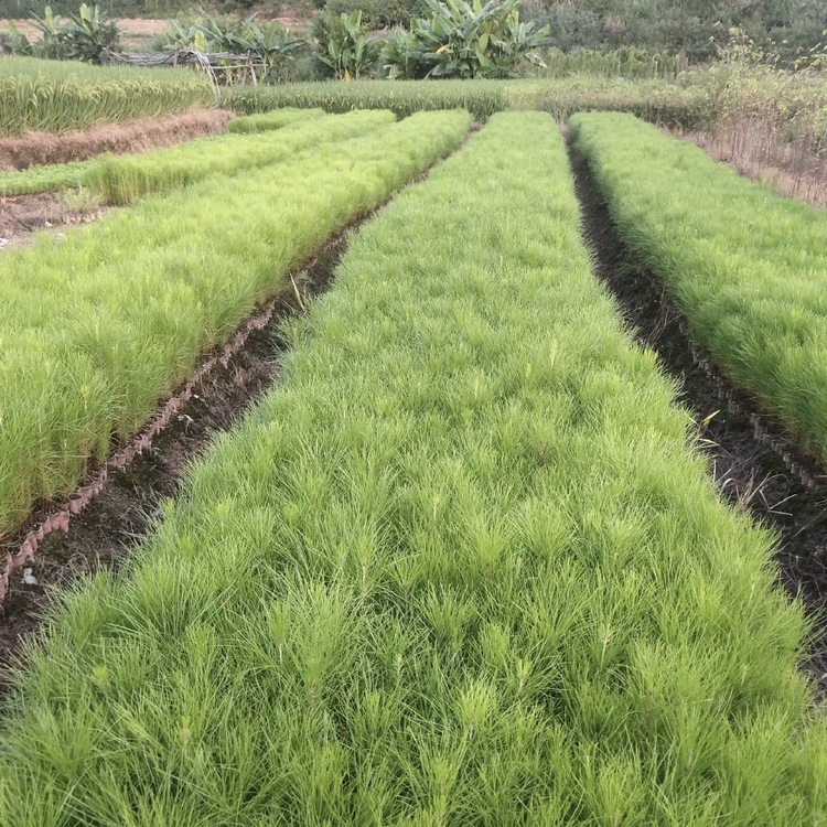 青松容器苗 山松批发 青松小苗 漳州产地批发