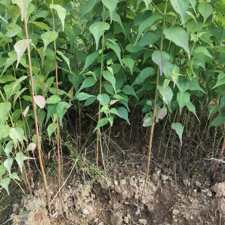 青梅树苗价格 青梅子小苗 绿化观赏果树 苗圃种植批发