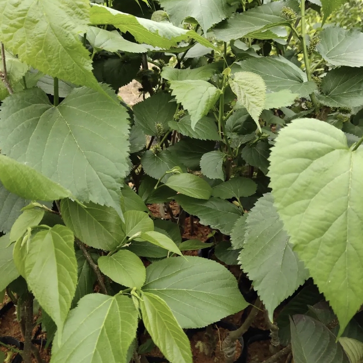 桑苗 桑树小苗 桑树苗 各种规格供应 量大从优