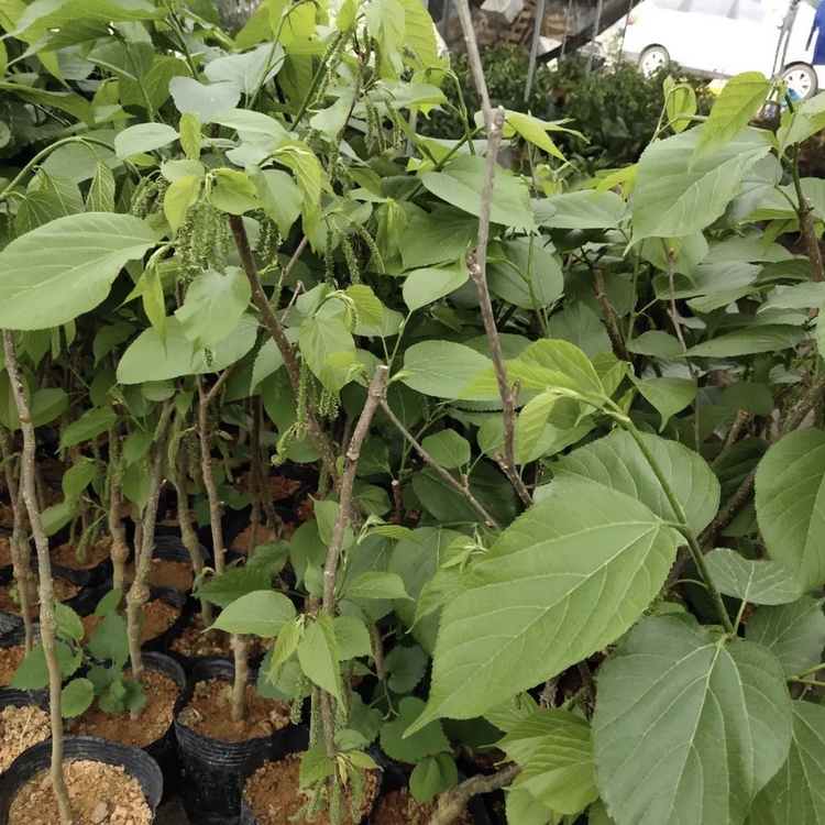 桑苗 桑树小苗 桑树苗 各种规格供应 量大从优