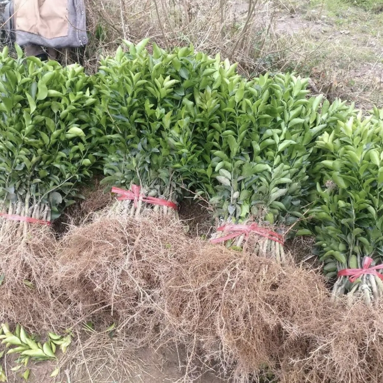 沙糖橘树苗批发 沙糖桔小苗 砂糖橘嫁接苗价格 质优价廉