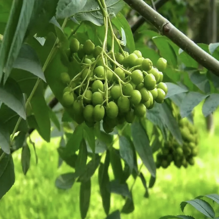 無患子樹圖片(無患子樹圖片大全大圖)