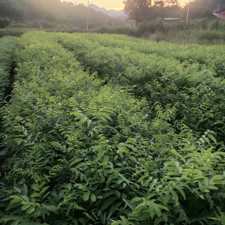 油患子(四川)苦患树(海南),黄目树,目浪树(中国台湾),香患子,洗手果
