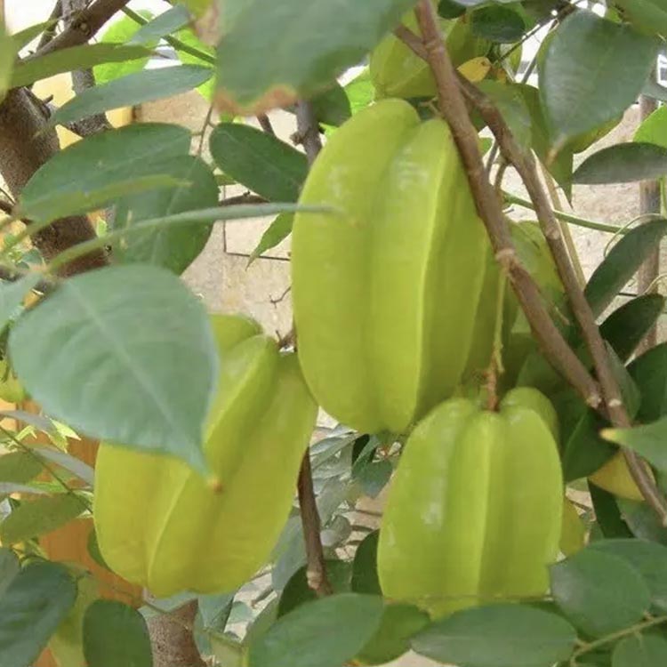 楊桃樹苗批發價格 楊桃小苗 庭園種植綠化果樹 陽桃