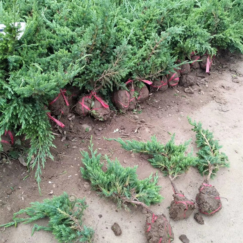 爬地柏供应 30公分40公分 铺地柏苗