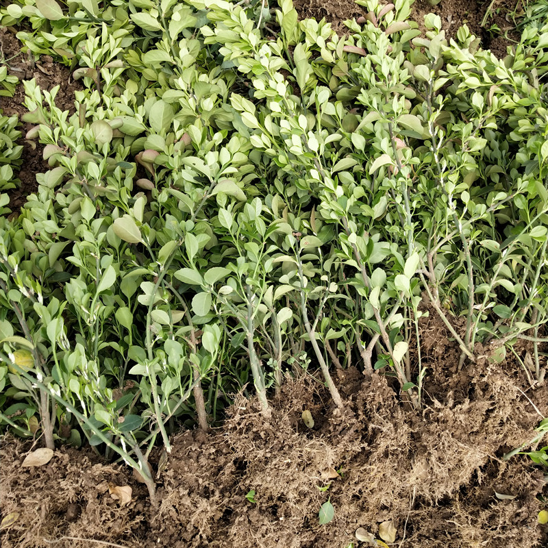 小叶扶芳藤苗批发30公分60公分小叶扶芳藤苗