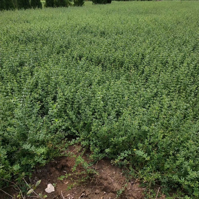 雲南黃馨苗迎春苗高35公分免費提供種植技術