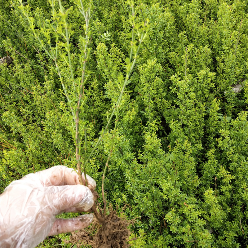 云南黄馨苗迎春苗高35公分免费提供种植技术