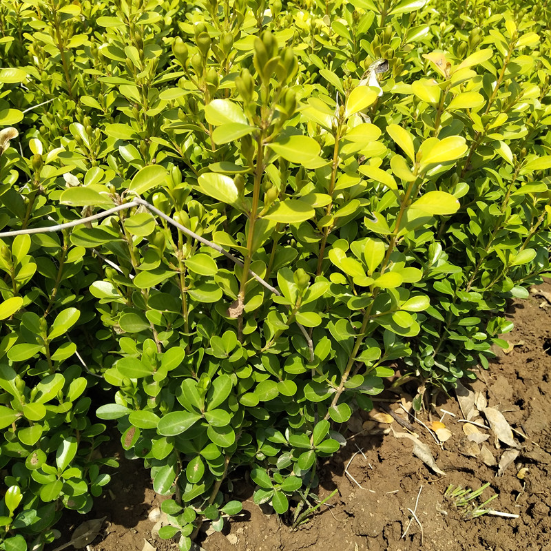 常绿观叶植物小叶黄杨小苗株高10公分床苗