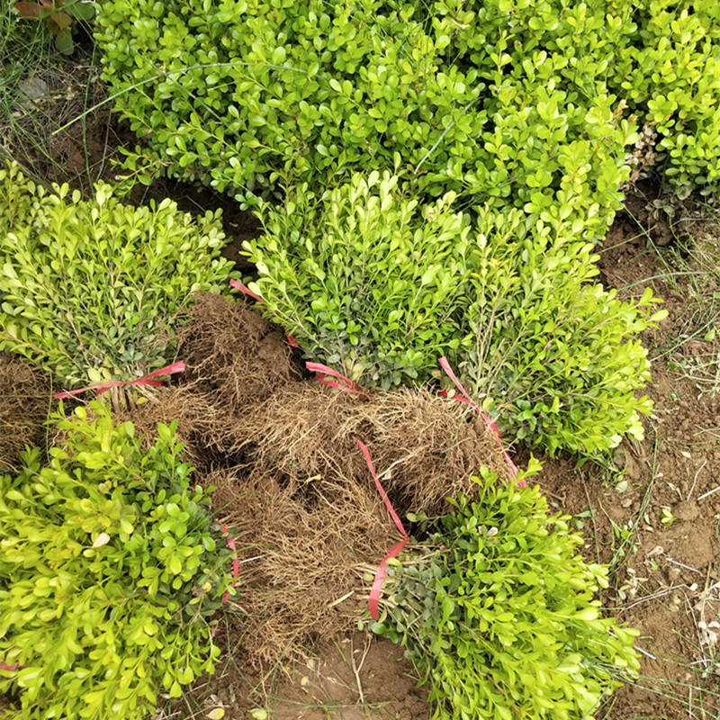 常绿观叶植物小叶黄杨小苗株高10公分床苗