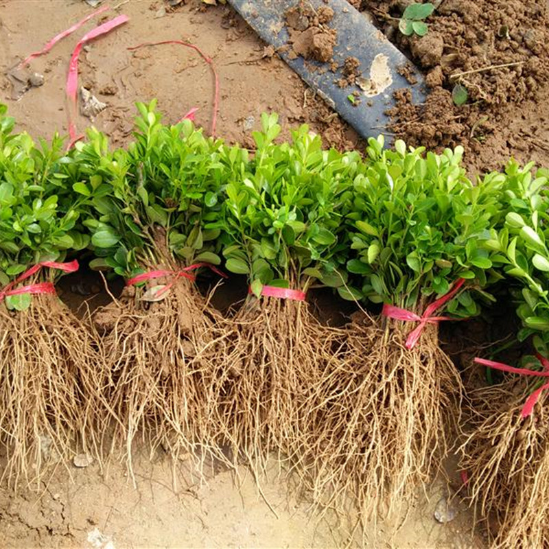 常绿观叶植物小叶黄杨小苗株高10公分床苗