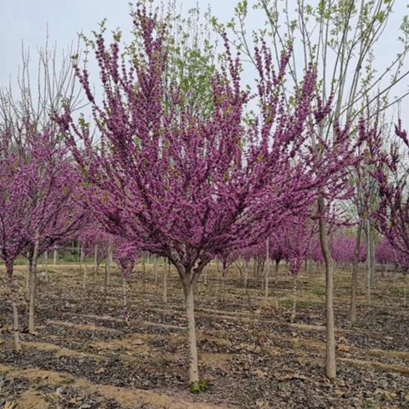 紫荆丛生紫荆独杆紫荆紫荆树苗