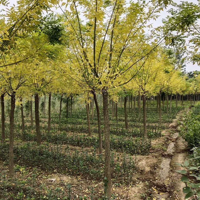 金枝国槐树苗批发黄金槐基地