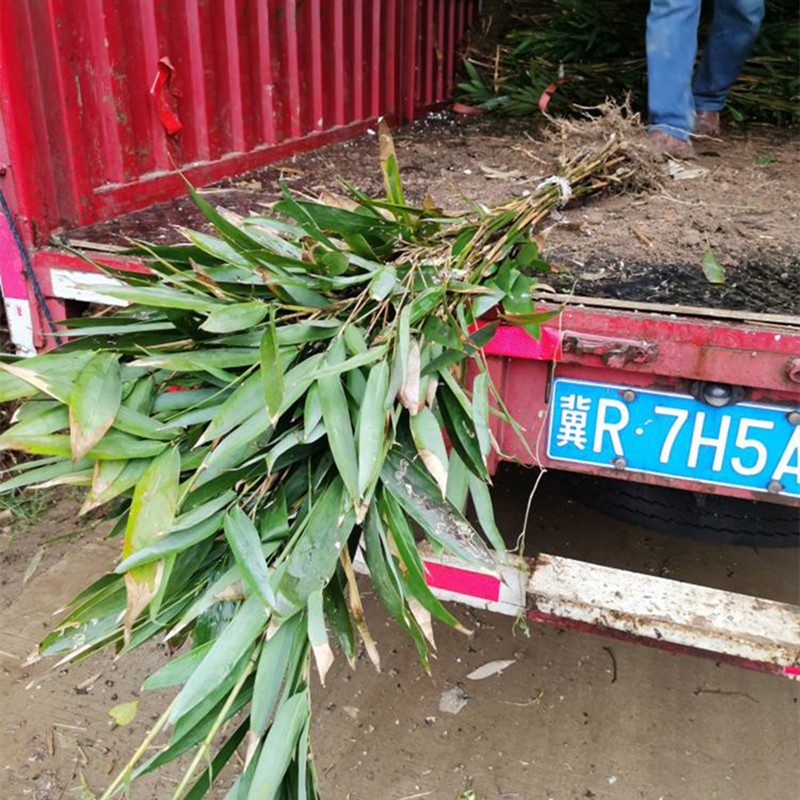 竹子出售 观赏竹苗批发