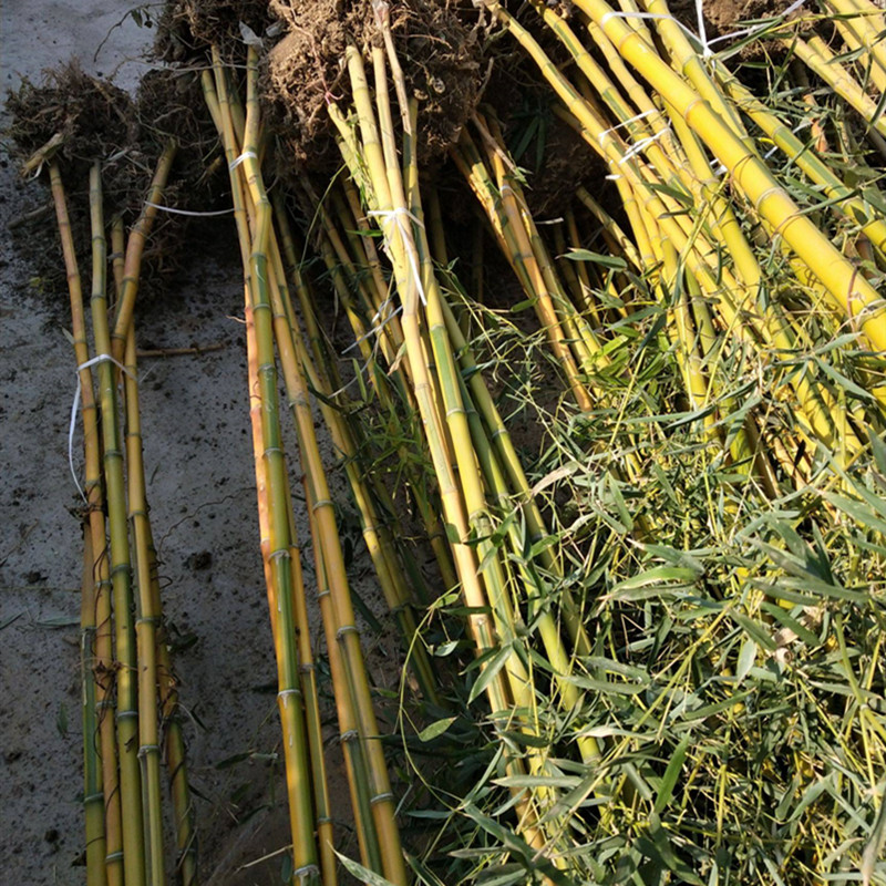 黄金间碧玉竹出售树苗批发