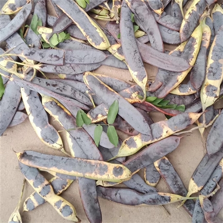 耐寒耐旱高大挺拔观赏性强落叶乔木皂角树种子用途多