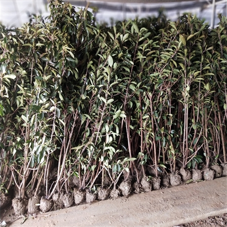 常绿法国冬青法青篱笆围墙常用苗珊瑚树