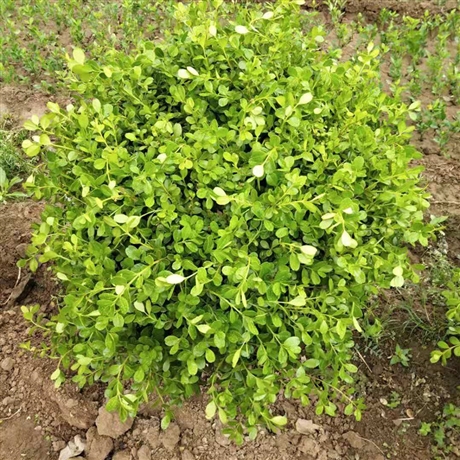 小叶黄杨球出售毛球30至50公分园林绿化景观植物