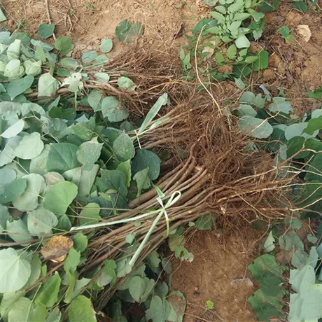 小苗紫荆基地80公分1米紫荆苗现挖现卖