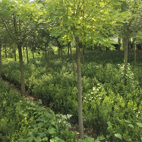 金枝国槐树苗批发黄金槐基地