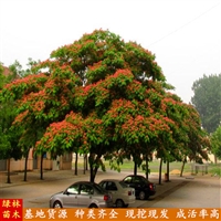 山东绿林10m合欢起步价格 景观行道合欢树 庭院设计RHS-88乔木