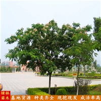 美化环境金合欢高2-4米 树皮粗糙多分枝 合欢树又名绒花树