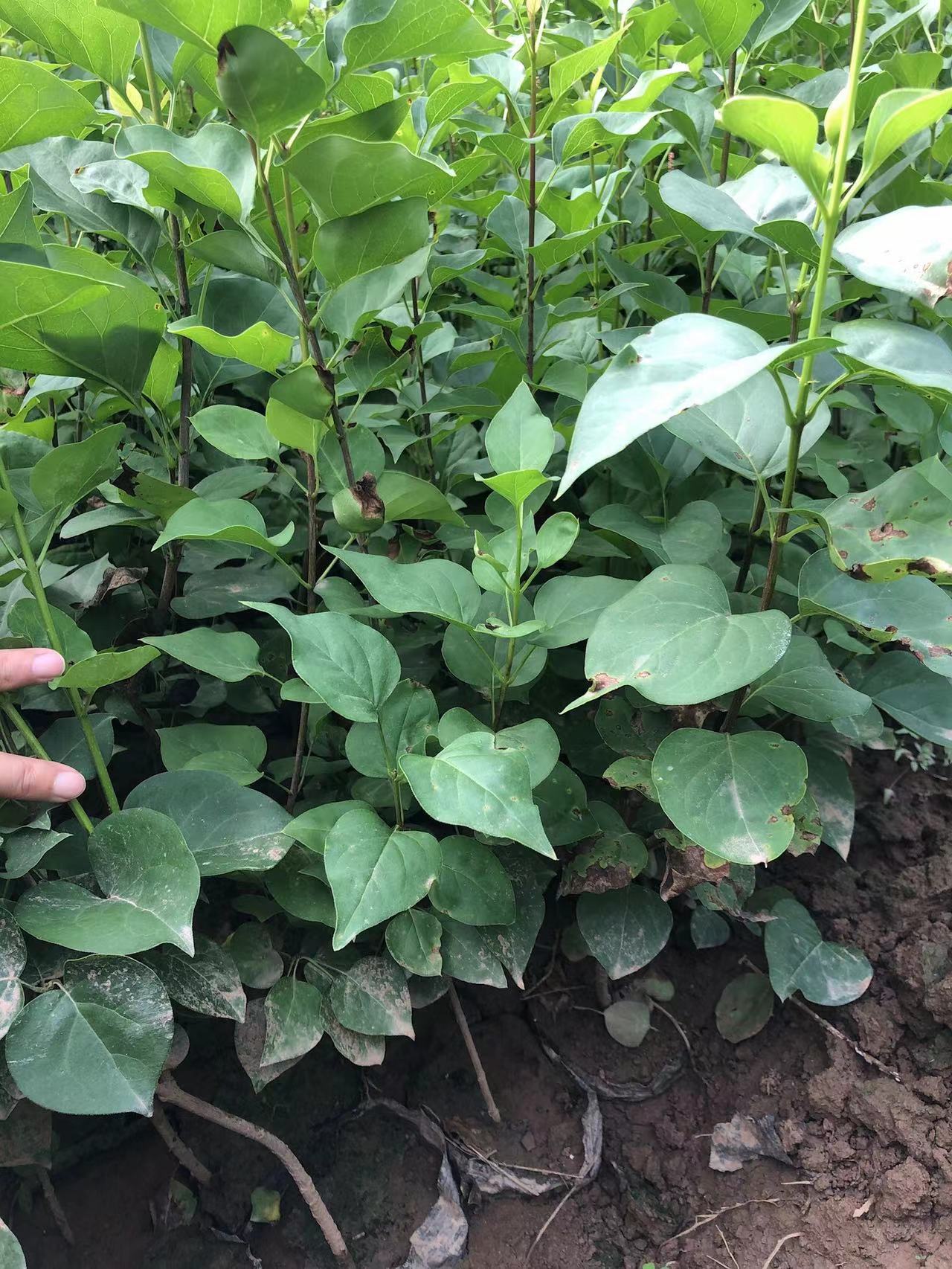 丁香苗木种植基地,陕西丁香树苗批发,营养杯紫丁香