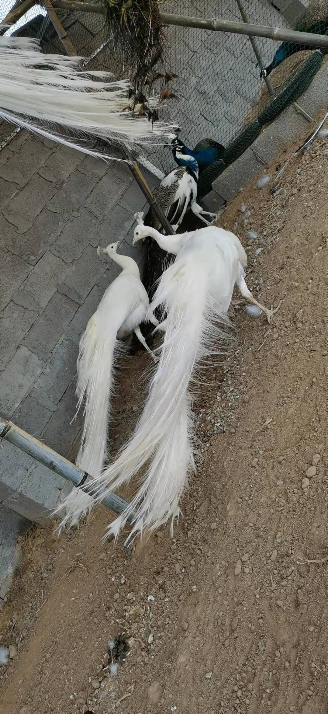 镇江市白孔雀价格蓝孔雀批发价格免运费