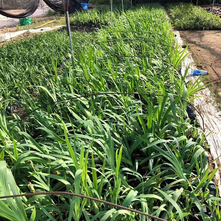 百子莲小苗价格 紫君子兰袋苗 百子莲绿化苗 庭院小区观赏